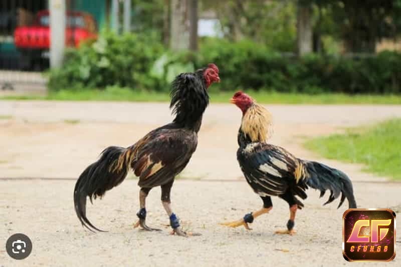 Giống gà này có sức chịu đựng tuyệt vời không dễ dàng khuất phục và quyết không bỏ cuộc