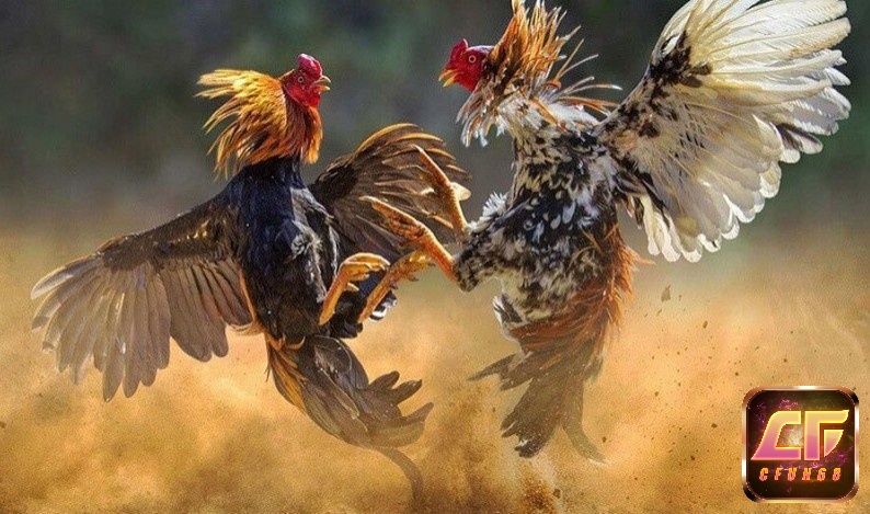 Với đôi mắt sắc lẹm và khả năng săn mồi mạnh mẽ, chúng có khả năng xử lý các tình huống cực nhanh và ra đòn chuẩn xác