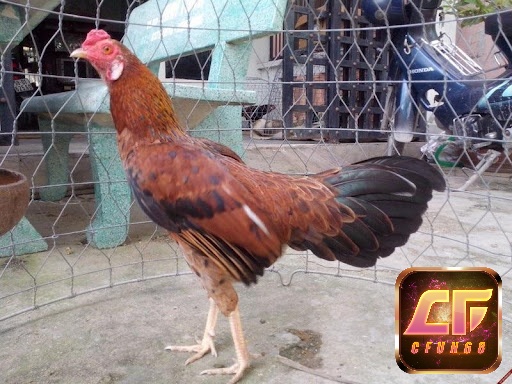 Muốn chọn gà chọi Mã Lai để thi đấu anh em phải tìm hiểu nguồn gốc, đặc điểm của chúng