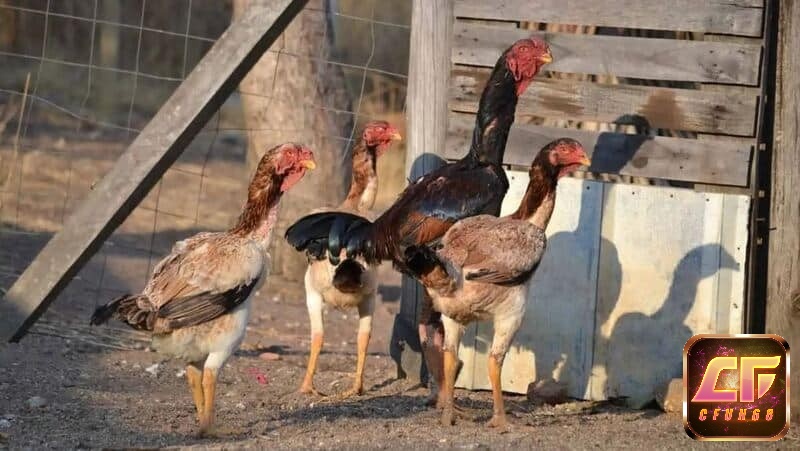 Đôi nét về gà chọi Mã Lai anh em nên quan tâm để lựa chọn cho mình chiến kê ưng ý