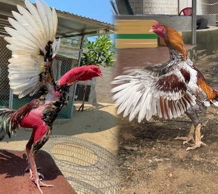 Gà chọi Mã Lai – Chiến kê khổng lồ với sức chiến đấu vượt trội
