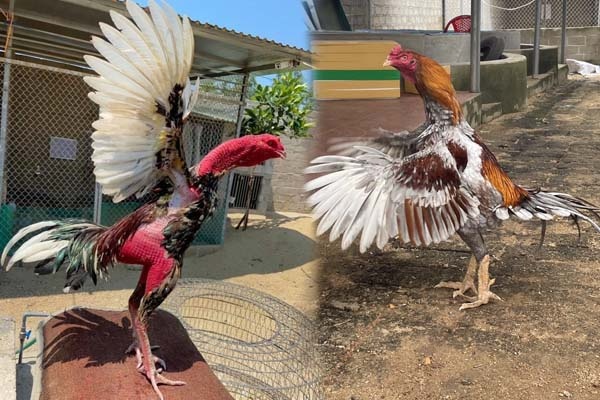 Gà chọi Mã Lai – Chiến kê khổng lồ với sức chiến đấu vượt trội