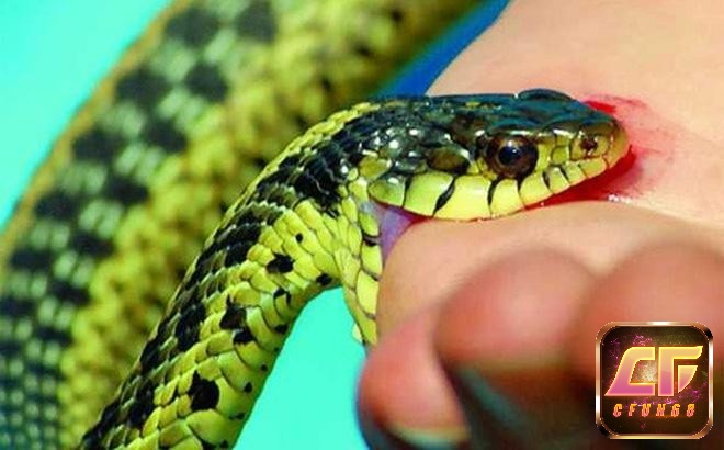 Mơ rắn xanh cắn người thân nhắc nhở về mâu thuẫn 