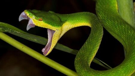 Giải mã giấc mơ thấy rắn xanh liên quan tới số đề nào?
