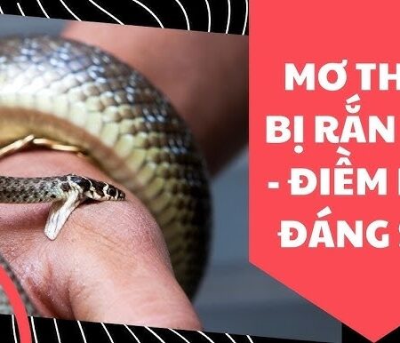Giải mã giấc mơ bị rắn cắn chi tiết và các con số liên quan