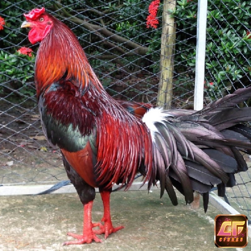 Một chiến kê lý tưởng theo cách chọn gà cựa sắt hội tụ cả ngoại hình đẹp, sức bền và tinh thần lỳ lợm.