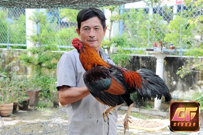Dáng vóc cân đối, bộ lông khỏe khoắn và màu mạng hợp phong thủy là tiêu chí quan trọng trong cách chọn gà cựa sắt.