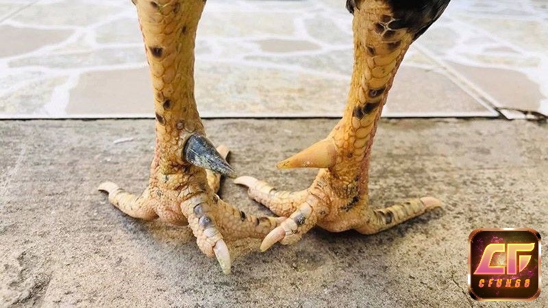 Đôi chân khỏe, đùi săn chắc và cựa bén là vũ khí lợi hại của gà cựa sắt.