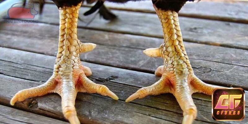 Chế độ dinh dưỡng hợp lý là nền tảng giúp gà phát triển sức khỏe và thể lực.