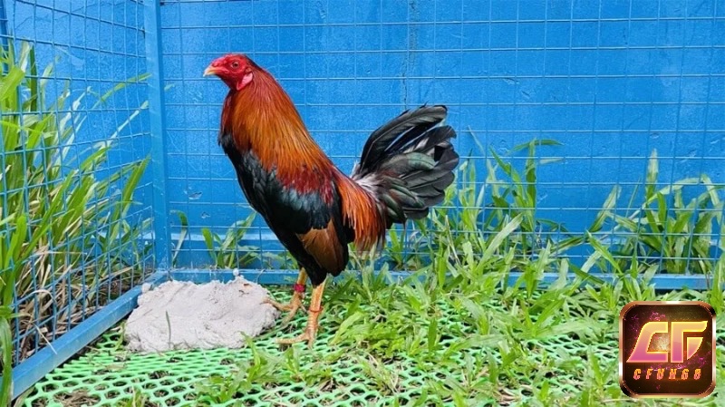 Cựa sắt giúp tăng tính sát thương, biến mỗi trận đấu thành màn đối kháng quyết liệt.