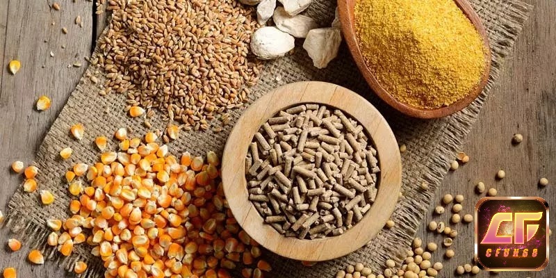 Mỗi giai đoạn phát triển cần chế độ ăn khác nhau, đảm bảo gà tăng trưởng đều và đạt thể trạng tốt nhất