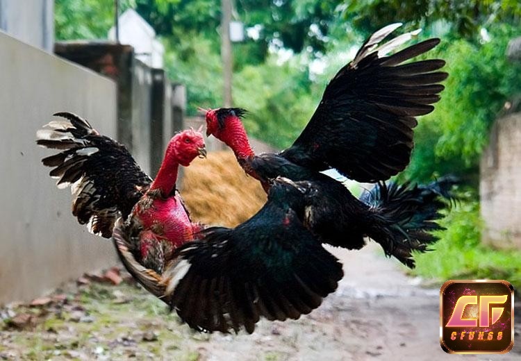 Kinh nghiệm nuôi gà chọi - Chọn gà giống dựa vào thể trạng, mắt sáng, lông mượt, chân khỏe để tạo nền móng cho chiến kê dũng mãnh