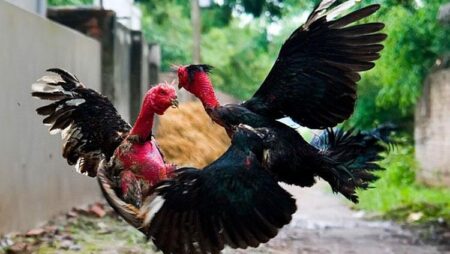 Kinh nghiệm nuôi gà chọi – Bí quyết chọn giống và huấn luyện