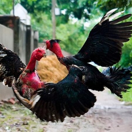 Kinh nghiệm nuôi gà chọi – Bí quyết chọn giống và huấn luyện