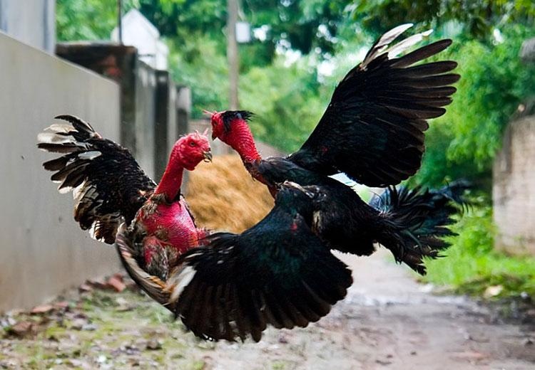 Kinh nghiệm nuôi gà chọi – Bí quyết chọn giống và huấn luyện
