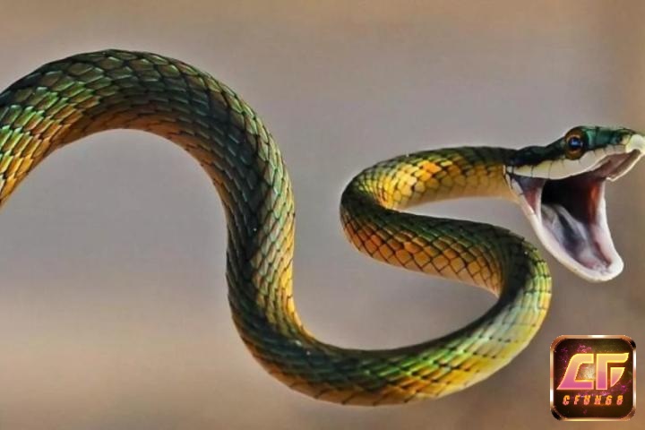 Giấc mơ rắn và niềm tin tâm linh về con số trong văn hóa Việt truyền thống