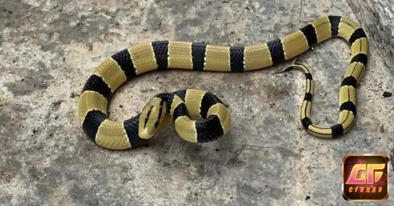 Những con số theo từng loại rắn: rắn đen, rắn vàng, rắn xanh, rắn hổ mang…