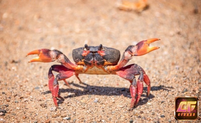 Mơ thấy cua tiết lộ bộ số đề may mắn trúng lớn