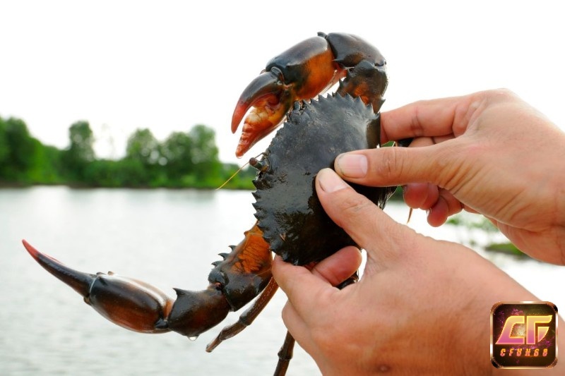 Giấc mơ thấy bắt cua báo hiệu điềm may mắn trong công việc