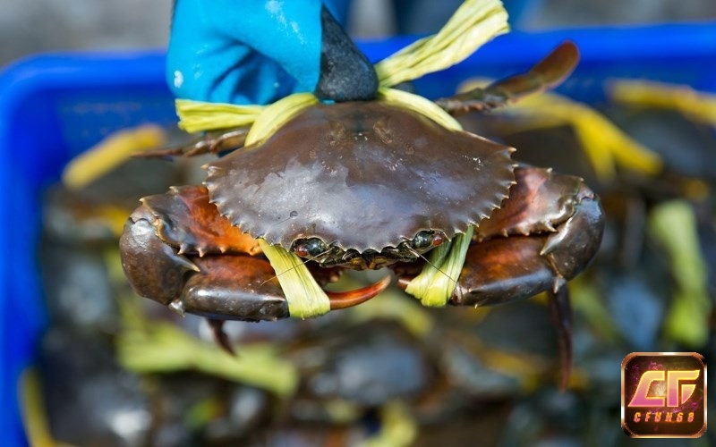 Giấc mơ con cua biển nhắc bạn nên dành thời gian nghỉ ngơi