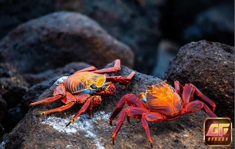 Cua thể hiện cho sự kiên trì và sức sống bền bỉ trong cuộc sống