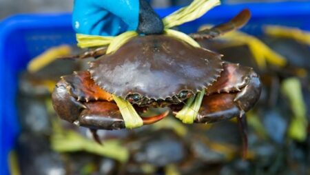 Mơ thấy cua đánh con gì để giúp đề thủ trúng lớn?