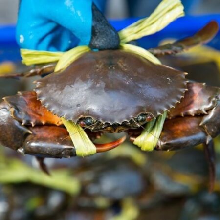 Mơ thấy cua đánh con gì để giúp đề thủ trúng lớn?