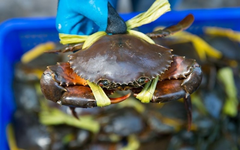 Mơ thấy cua đánh con gì để giúp đề thủ trúng lớn?