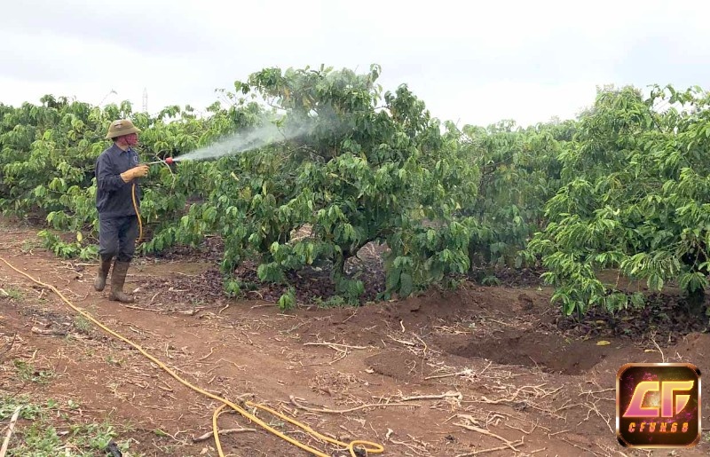 Giấc mơ thấy cây cà phê là điềm báo tốt lành và sự phát triển bền vững trong cuộc sống của bạn