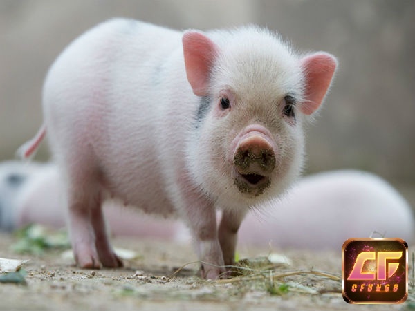 Giải mã giấc mơ thấy heo con thường là lời nhắc tài lộc