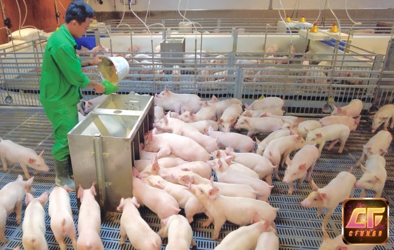 Giải mã giấc mơ thấy heo con đông đúc là dấu hiệu tốt nhưng cũng phải cẩn trọng chuyện tiền bạc