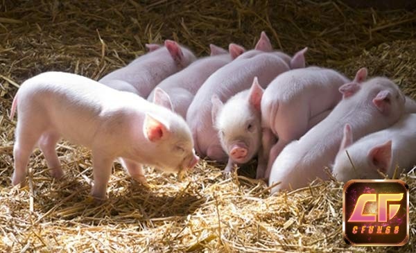 Giải mã giấc mơ thấy heo con vào nhà là lộc lá đang tới trước cửa rồi đó