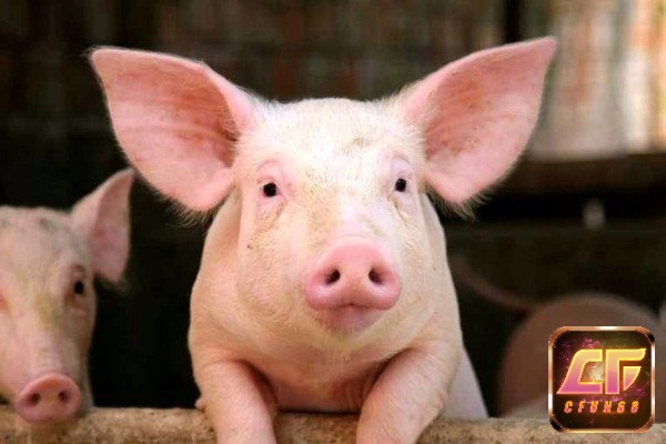 Giải mã giấc mơ thấy heo con là báo hiệu vận khí đang khởi sắc theo hướng tốt