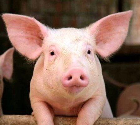 Giải mã giấc mơ thấy heo con tốt hay xấu cho tài lộc vận khí?