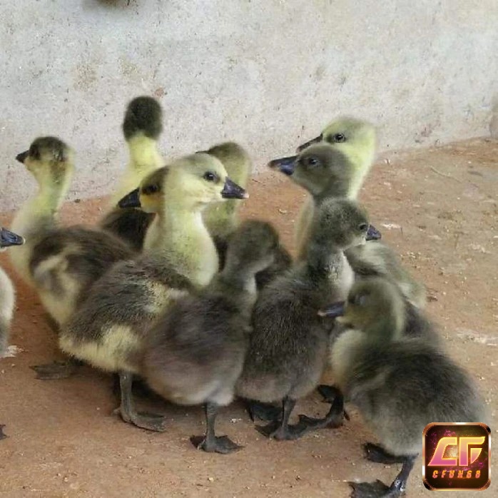 Giấc mơ thấy mình mua vịt ngỗng về nuôi là điềm báo về cơ hội đổi mới kinh doanh cũng như công việc của bạn